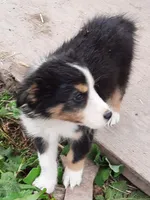 Toby, a male Australian Shepherd for sale in Windsor, NY – Photo 8 of 8