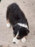 Toby, a male Australian Shepherd for sale in Windsor, NY – Photo 7 of 8