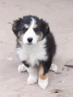 Toby, a male Australian Shepherd for sale in Windsor, NY – Photo 3 of 8