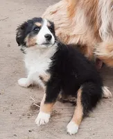 Toby, a male Australian Shepherd for sale in Windsor, NY – Photo 2 of 8