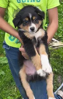 Marty, a male Miniature Australian Shepherd for sale in Windsor, NY – 6 of 6