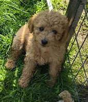 Trudy, a female Cavapoo for sale in Windsor, NY – 2 of 2