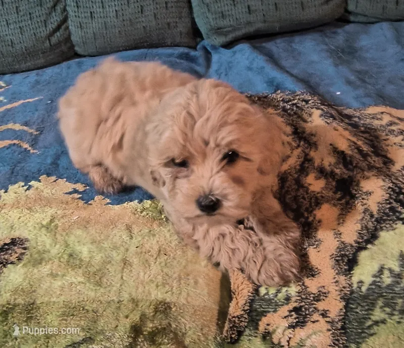 Goldie – Cavapoo puppy for sale in Windsor, NY