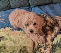 Goldie, a female Cavapoo for sale in Windsor, NY – 1 of 9