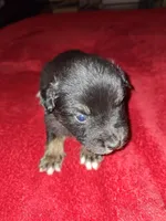 Moe, a male Australian Shepherd for sale in Windsor, NY – Photo 8 of 10