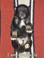 Moe, a male Australian Shepherd for sale in Windsor, NY – Photo 3 of 10