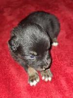 Moe, a male Australian Shepherd for sale in Windsor, NY – Photo 5 of 10