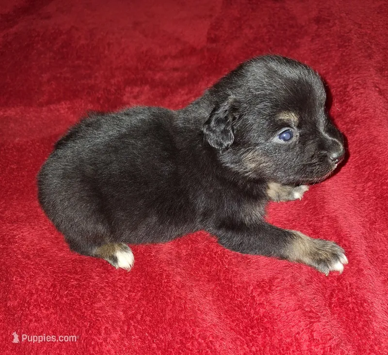 Moe, a male Australian Shepherd for sale in Windsor, NY – Photo 1 of 10