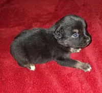 Moe, a male Australian Shepherd for sale in Windsor, NY – Photo 1 of 10