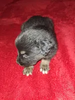 Moe, a male Australian Shepherd for sale in Windsor, NY – Photo 7 of 10