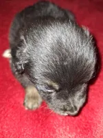 Moe, a male Australian Shepherd for sale in Windsor, NY – Photo 10 of 10