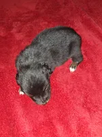 Moe, a male Australian Shepherd for sale in Windsor, NY – Photo 4 of 10