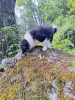 Sparky, a male Pomeranian and Toy Australian Shepherd for sale in Windsor, NY – Photo 9 of 10