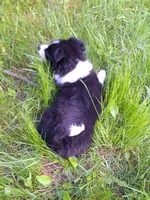 Sparky, a male Pomeranian and Toy Australian Shepherd for sale in Windsor, NY – Photo 5 of 10