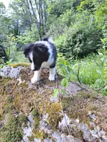 Sparky, a male Pomeranian and Toy Australian Shepherd for sale in Windsor, NY – Photo 8 of 10