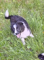 Sparky, a male Pomeranian and Toy Australian Shepherd for sale in Windsor, NY – Photo 6 of 10