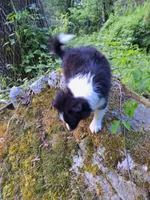 Sparky, a male Pomeranian and Toy Australian Shepherd for sale in Windsor, NY – Photo 10 of 10