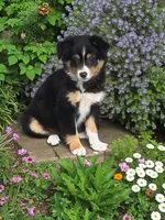 Marty, a male Miniature Australian Shepherd for sale in Windsor, NY – 1 of 6