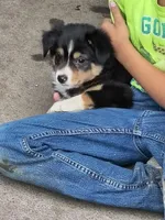 Marty, a male Miniature Australian Shepherd for sale in Windsor, NY – 5 of 6