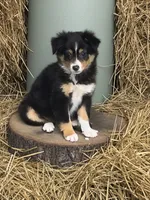 Marty, a male Miniature Australian Shepherd for sale in Windsor, NY – 3 of 6