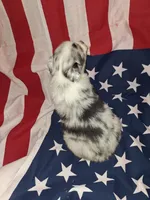 Bluey, a male Australian Shepherd for sale in Windsor, NY – Photo 3 of 8