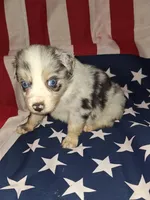 Bluey, a male Australian Shepherd for sale in Windsor, NY – Photo 2 of 8