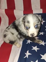 Bluey, a male Australian Shepherd for sale in Windsor, NY – Photo 5 of 8