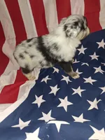 Bluey, a male Australian Shepherd for sale in Windsor, NY – Photo 7 of 8