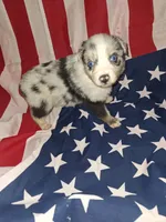 Bluey, a male Australian Shepherd for sale in Windsor, NY – Photo 6 of 8