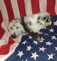 Bluey, a male Australian Shepherd for sale in Windsor, NY – Photo 4 of 8