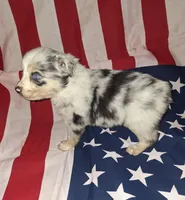 Bluey, a male Australian Shepherd for sale in Windsor, NY – Photo 1 of 8