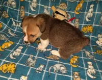 Chip, a male Pembroke Welsh Corgi for sale in Windsor, NY – Photo 4 of 10