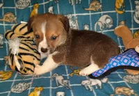 Chip, a male Pembroke Welsh Corgi for sale in Windsor, NY – Photo 1 of 10