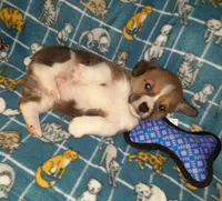 Chip, a male Pembroke Welsh Corgi for sale in Windsor, NY – Photo 9 of 10