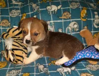 Chip, a male Pembroke Welsh Corgi for sale in Windsor, NY – Photo 8 of 10
