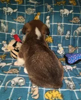 Chip, a male Pembroke Welsh Corgi for sale in Windsor, NY – Photo 7 of 10