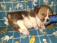 Chip, a male Pembroke Welsh Corgi for sale in Windsor, NY – Photo 6 of 10
