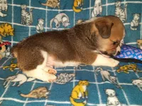 Chip, a male Pembroke Welsh Corgi for sale in Windsor, NY – Photo 5 of 10