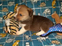 Chip, a male Pembroke Welsh Corgi for sale in Windsor, NY – Photo 2 of 10