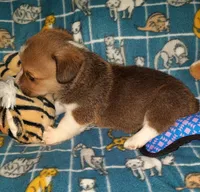 Chip, a male Pembroke Welsh Corgi for sale in Windsor, NY – Photo 10 of 10