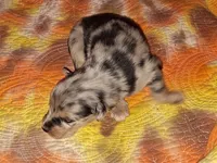 Abe, a male Australian Shepherd for sale in Windsor, NY – Photo 8 of 8