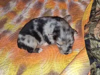 Abe, a male Australian Shepherd for sale in Windsor, NY – Photo 1 of 8