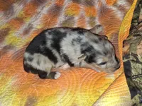 Abe, a male Australian Shepherd for sale in Windsor, NY – Photo 3 of 8