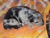 Abe, a male Australian Shepherd for sale in Windsor, NY – Photo 4 of 8