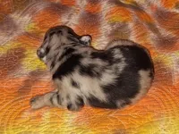 Abe, a male Australian Shepherd for sale in Windsor, NY – Photo 2 of 8