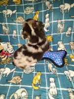 Marty, a male Pembroke Welsh Corgi for sale in Windsor, NY – Photo 10 of 10