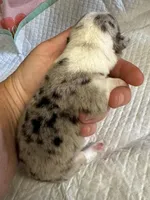 Chief, a male Pembroke Welsh Corgi for sale in Windsor, NY – Photo 4 of 10