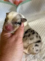 Chief, a male Pembroke Welsh Corgi for sale in Windsor, NY – Photo 1 of 10