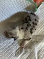 Chief, a male Pembroke Welsh Corgi for sale in Windsor, NY – Photo 3 of 10