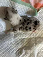 Chief, a male Pembroke Welsh Corgi for sale in Windsor, NY – Photo 10 of 10